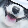 image:imageWTACTFUL 3D Animal Ears Balaclava Breathable Face Mask for HalloweenBorder Collie Meb23