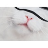 image:imageWTACTFUL 3D Animal Ears Balaclava Breathable Face Mask for HalloweenCat Meb27