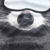 image:imageWTACTFUL 3D Animal Ears Balaclava Breathable Face Mask for HalloweenRacoon Meb16