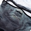 image:imageWTACTFUL 3D Animal Ears Balaclava Breathable Face Mask for HalloweenRatel Meb38